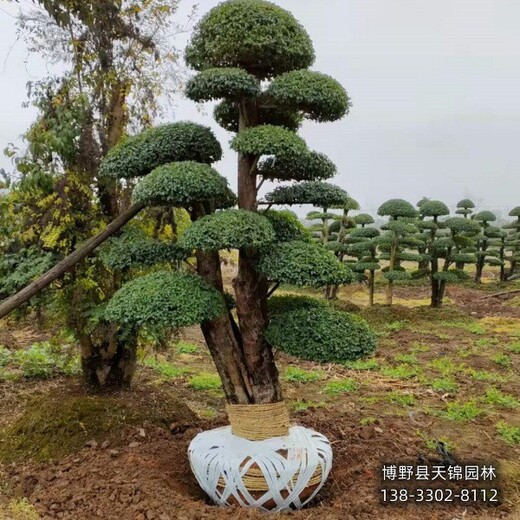 膠東衛(wèi)矛-60公分天錦園林衛(wèi)矛哪里便宜