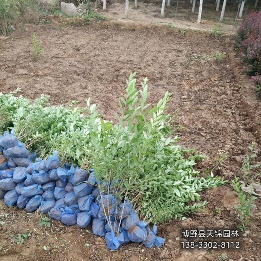 保定绿叶水蜡,价格行情,水蜡种植基地