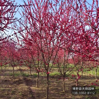 碧桃定植苗保定,骨架碧桃基地,園林