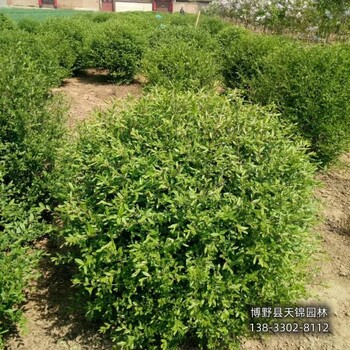 保定水蜡当年苗,农户种植,天锦园林