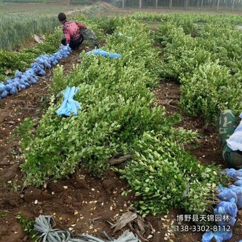 雄安地区-卫矛树天锦园林卫矛农户种植