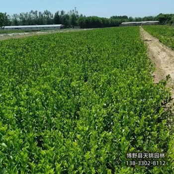 河北定州-50公分天锦园林卫矛种植基地