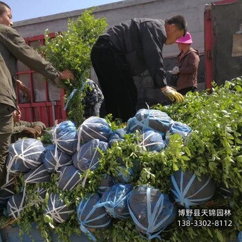 保定水蠟球,廠家批發(fā),苗木綠化商