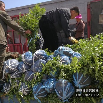 保定水蜡当年苗,价格行情,专业经纪人