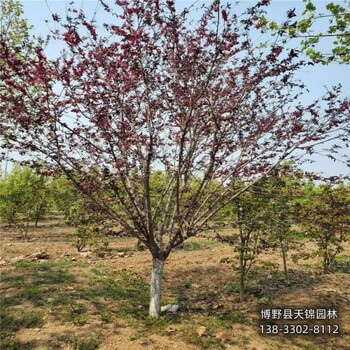 河北安国大田苗碧桃哪里种植-龙柱碧桃-骨架碧桃基地