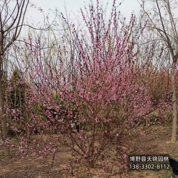 5公分碧桃保定,骨架碧桃基地,供應(yīng)