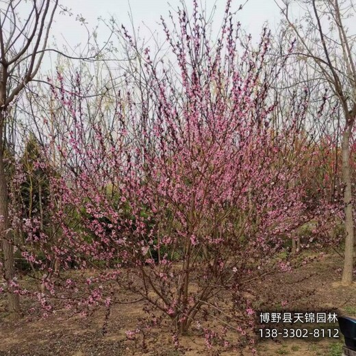 碧桃假植苗保定,骨架碧桃基地,種植基地