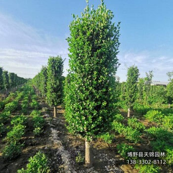 河北博野县-50公分天锦园林卫矛农户种植