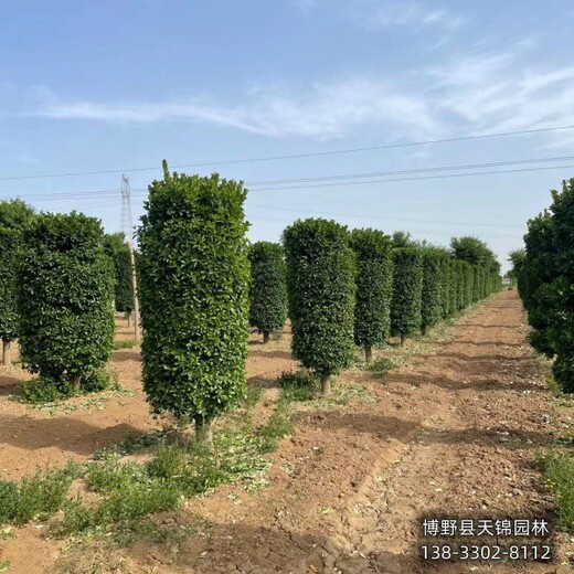 河北定州-保定地區(qū)衛(wèi)矛樹衛(wèi)矛哪里便宜