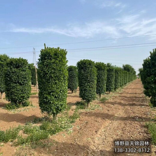 河北博野县-80公分天锦园林卫矛种植基地