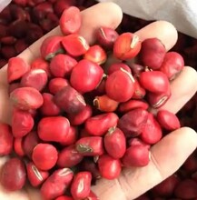 贵州鄂西红豆种子如何催芽图片