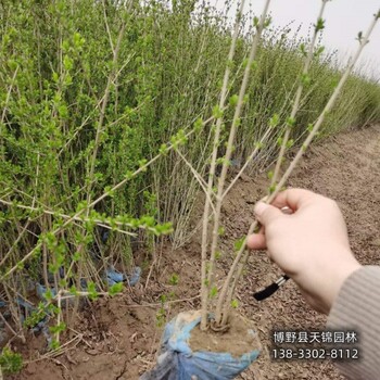 保定水蜡造型,苗圃种植,苗木经纪人