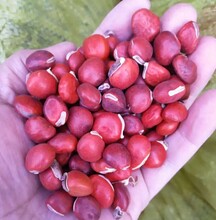 四川鄂西红豆种子如何催芽图片