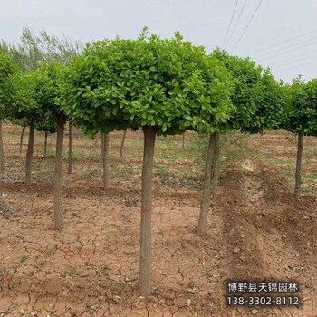 河北博野县-卫矛球天锦园林卫矛降价销售