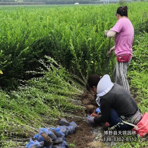 保定40高水蜡,苗圃种植,大面积水蜡