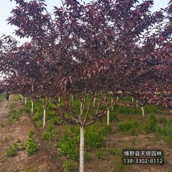 河北定州12公分碧桃本地价格-龙柱碧桃-碧桃苗圃花钱少