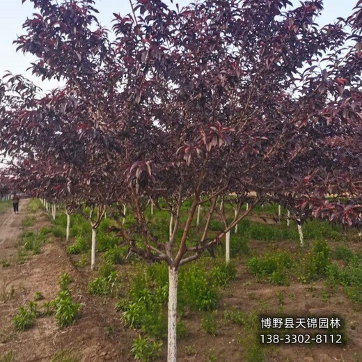 保定地区4公分碧桃哪里便宜-红叶碧桃-碧桃苗圃花钱少