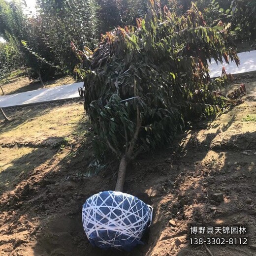 河北保定7公分碧桃供應(yīng)-綠葉碧桃-大田苗碧桃便宜