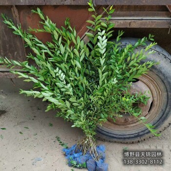保定水蠟當(dāng)年苗,苗木質(zhì)量好,大面積水蠟