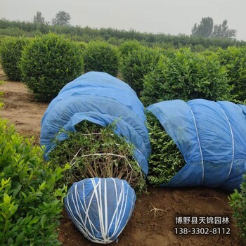 保定80高水蜡,苗圃种植,北方水蜡