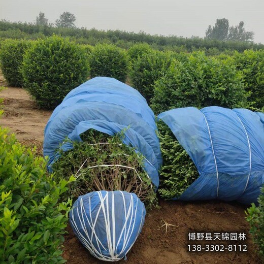 保定水蜡大田苗,农户种植,北方水蜡