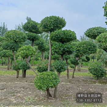 河北博野县-50公分天锦园林卫矛农户种植