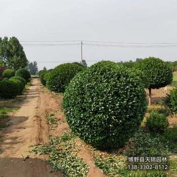 河北博野县-杯苗天锦园林卫矛哪里种植