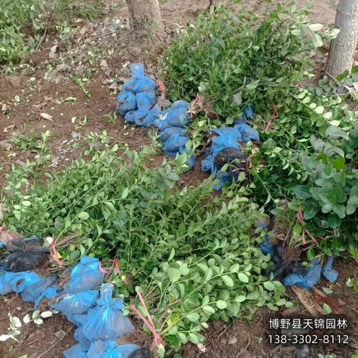 河北博野縣-寧夏80公分衛(wèi)矛價格咨詢