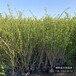 保定60高水蠟,哪里銷售,水蠟種植基地