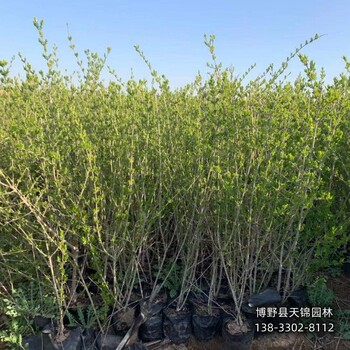 保定60高水蠟,哪里種植,北方水蠟