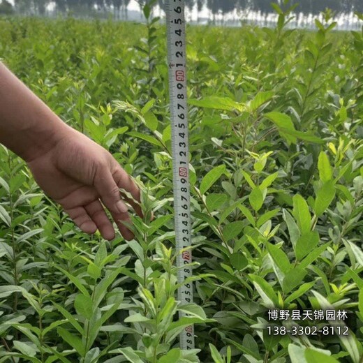 保定水蜡大田苗,厂家批发,水蜡种植基地