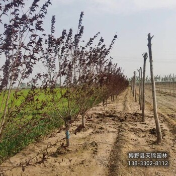 河北地区大田苗碧桃本地价格-绿叶碧桃-骨架碧桃基地