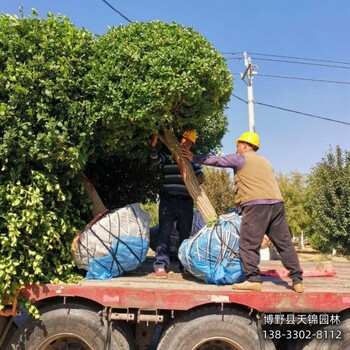 保定市定州-卫矛树天锦园林卫矛自产自销