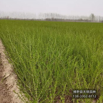 保定水蜡造型,自产自销,水蜡种植基地