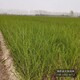 北方水蠟圖