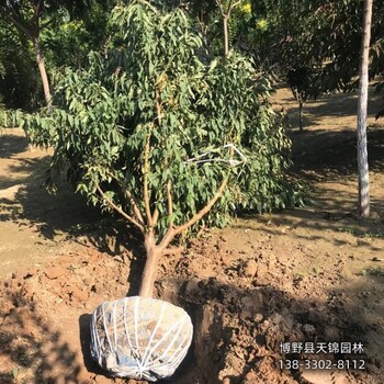 保定地區(qū)7公分碧桃小苗2元-綠葉碧桃-大田苗碧桃便宜