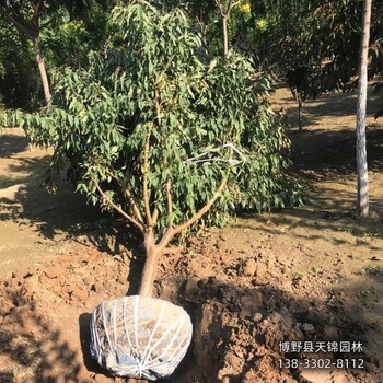 河北定州12公分碧桃本地价格-龙柱碧桃-碧桃苗圃花钱少