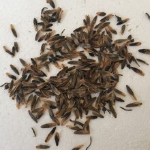 福建楓香種子種植與管理圖片