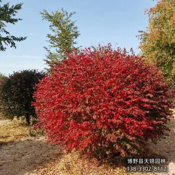 河北博野縣-保定市60公分衛(wèi)矛種植基地