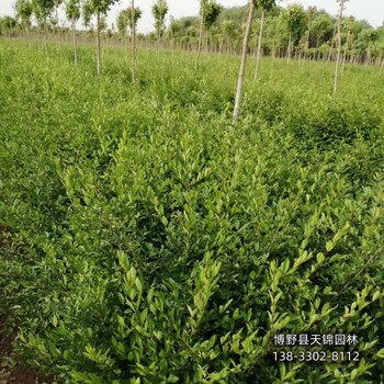 保定水蜡绿篱,成活率高,大面积水蜡