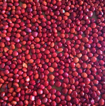 四川鄂西红豆种子繁殖栽培