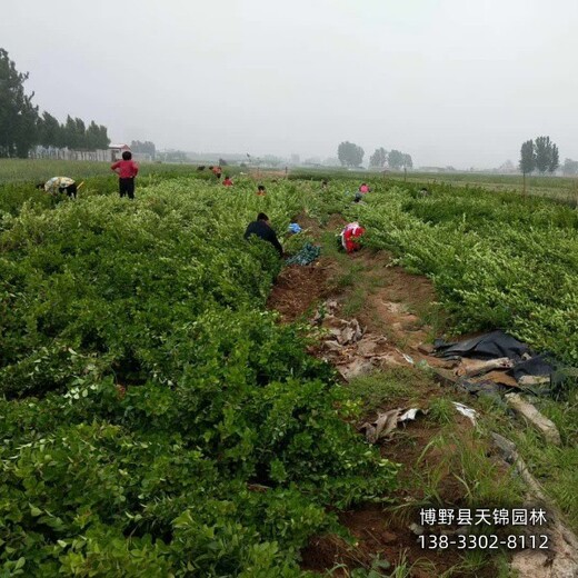 胶东卫矛-60公分天锦园林卫矛农户种植