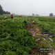 膠東衛(wèi)矛圖