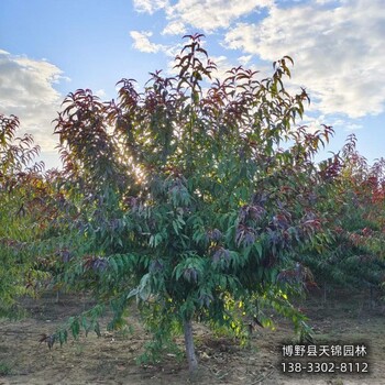 保定市定州大规格碧桃价格咨询-绿叶碧桃-骨架碧桃基地