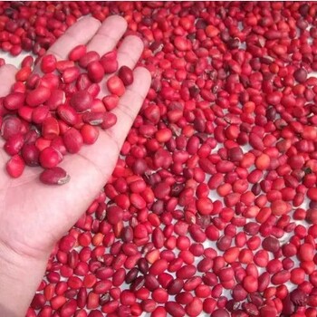 四川鄂西红豆种子繁殖栽培