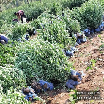 河北博野县-50公分天锦园林卫矛农户种植