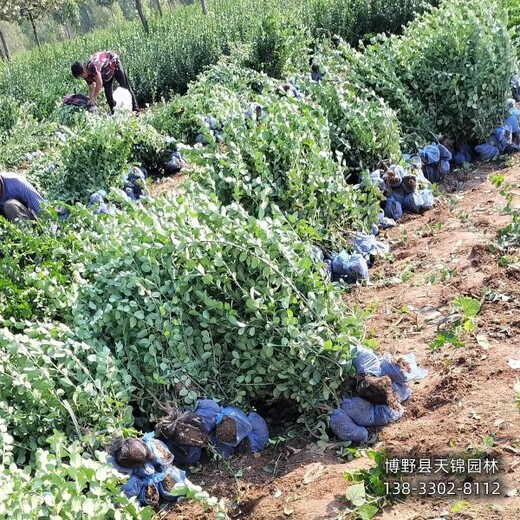 雄安地區(qū)-河北定州60公分衛(wèi)矛本地價(jià)格