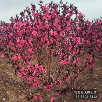 保定市定州大规格碧桃价格咨询-绿叶碧桃-骨架碧桃基地