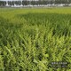 水蠟種植基地圖