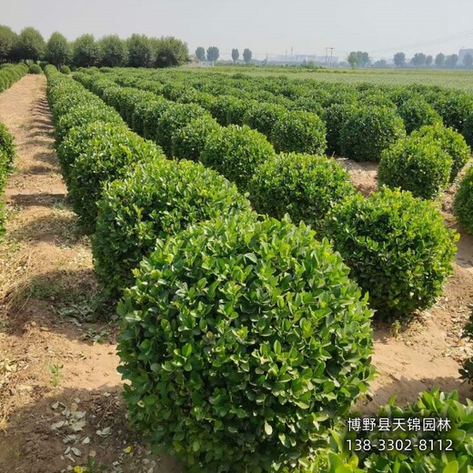 雄安地區(qū)-80公分天錦園林衛(wèi)矛全國供應